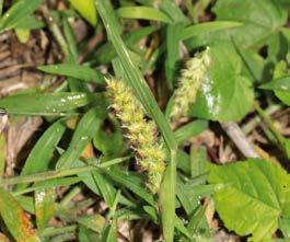 Tomar 3 veces por día. Plantago sericea var. lanuginosa Arundo donax Plantago sericea subsp. sericans Cenchrus echinatus POACEAE - Arundo donax L.