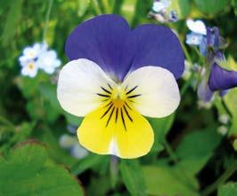 236 Plantas medicinales de los Andes y la Amazonia Bussmann & Sharon 237 VIOLACEAE - Viola tricolor L.