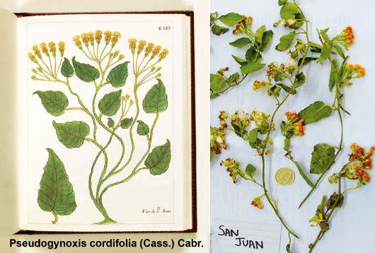 46 Plantas medicinales de los Andes y la Amazonia Bussmann & Sharon 47 curanderos peruanos fueron capaces de explorar la rica flora de la región con el fin de encontrar nuevos remedios.