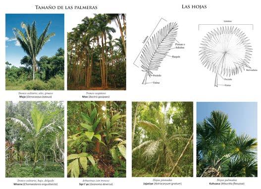 66 Plantas medicinales de los Andes y la Amazonia Bussmann &