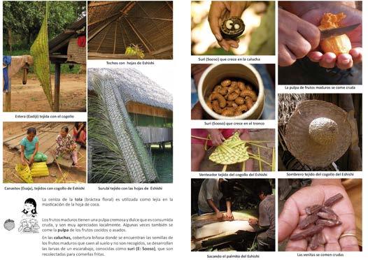 68 Plantas medicinales de los Andes y la Amazonia