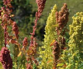 80 Plantas medicinales de los Andes y la Amazonia Bussmann & Sharon 81 AMARANTHACEAE - Chenopodium quinoa Willd.