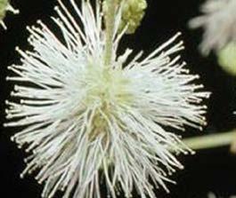 Tomar 1 taza dos veces por día por una semana. FABACEAE - Mimosa nothacacia Barneby Uña de Gato de la Costa Arbusto, Andino, 1000-1500m Uso: 1.