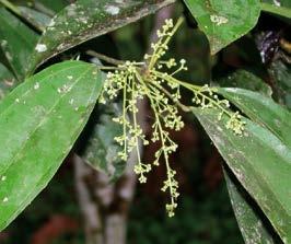 MENISPERMACEAE - Abuta grandifolia (Mart.) Sandwith.