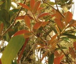 Introducido y cultivado Uso: Diabetes / Planta entera, fresco o seco / Oral / Hervir 10g en 1 litro de agua por 3 minutos. Tomar 3 veces al día por vida. MYRTACEAE - Eucalyptus globulus Labill.