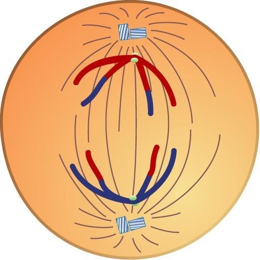 Meiosis: metafase I, anafase I y METAFASE I telofase I Quiasma Centrómeros En la placa ecuatorial se disponen las tétradas, unidas