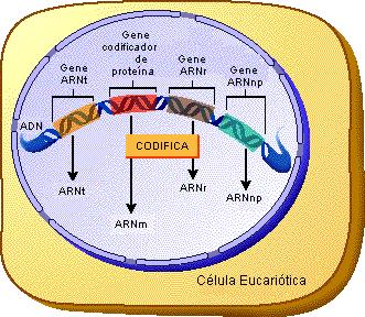 CLASES DE ARN v ARNm: (Mensajero) Codifica la secuencia de aminoácido de un polipéptido. (5%) v ARNt (Transcripción) Lleva los aminoácidos a los ribosomas durante la traducción.