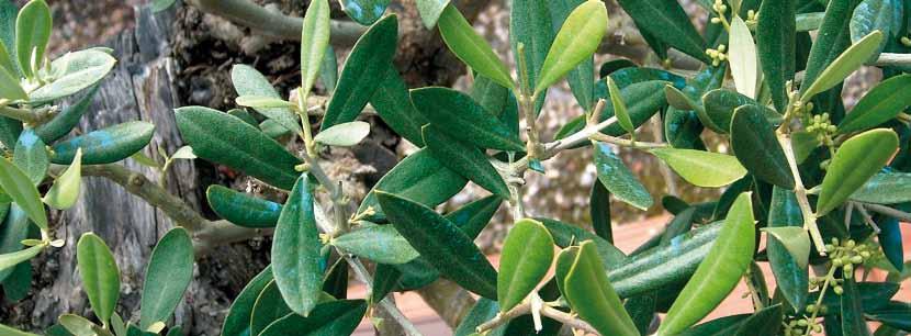 7 Rama de olivo formada durante cinco años. Después de la poda, vemos como hay brotes mal dirigidos que es necesario seleccionar.