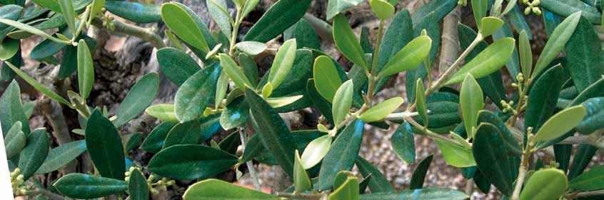 En los olivos, el momento adecuado es cuando los brotes tienen tres o cuatro pares de hojas.