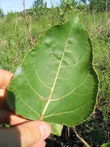 Fitotoxicidad por clopyralid ("leaf