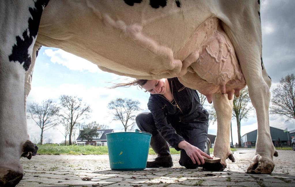 Los animales con las puntuaciones más altas para los índices de reproducción Mejor Vida se desempeñan mejor Laura Winter, Winter s Farm Vriezenveen, Ganador del Mejor Rebano de los Países Bajos 2016