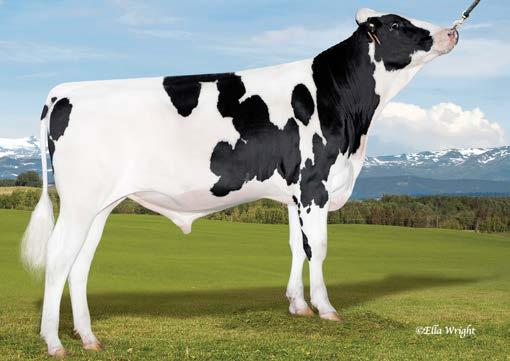 hija de Supersire. Los participantes de la gira a CRV EE.UU. el año pasado en octubre han tenido la posibilidad de ver esta fantástica vaca de cría en la finca Budjon.
