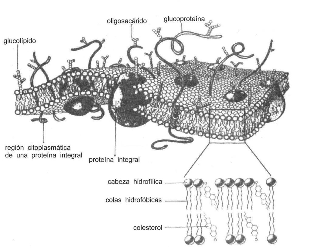 Fig.4.Modelo de la membrana plasmática de una célula animal, realizado a partir de fotomicrografías y datos bioquímicos. LAS FUNCIONES: 1-Compartimentalización. 2-Barreras selectivamente permeables.