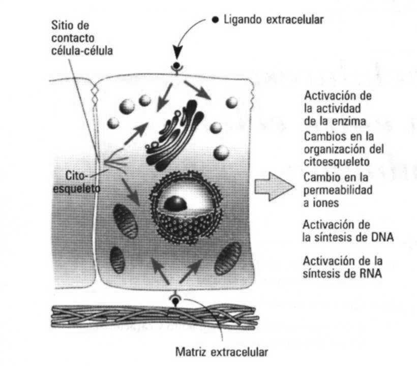 La transmisión de señales celulares incluye: -Reconocimiento del estímulo en la superficie externa de la membrana plasmática mediante un receptor específico integrado a la membrana.