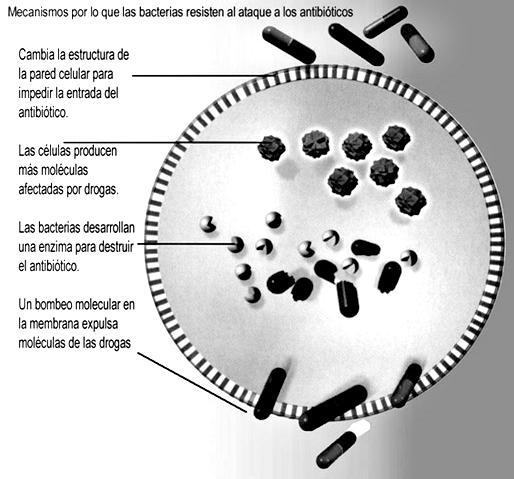 Figura 2.4.1. Mecanismos de resistencia bacteriana a cefalosporinas http://www.creces.cl/images/articulos/0903.1-3.jpg 1, 8,12 2.5.