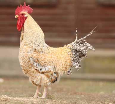 Con excepción de las diferencias debidas al sexo para esclavina, caireles y hoces, ausentes en las hembras, la forma de la gallina es similar a la del gallo.