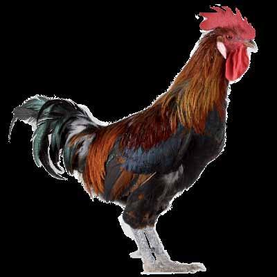 De las variedades de plumaje rojo se eligió una que presentaba dimorfismo sexual, siendo el gallo rojo pechinegro y la gallina de color pardo, que es la que se mantiene actualmente en el programa