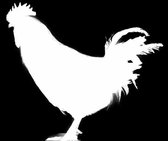 Con excepción de la cresta (y las diferencias debidas al sexo para esclavina, caireles y hoces, ausentes en las hembras), que cae a un lado, la forma de la gallina es similar a la del gallo.