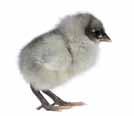 Orejillas: Blancas, en forma de almendra, lisas, de tamaño moderado. que se obtenían aves negras, azules y blancas con manchas azules en proporción 1:2:1.