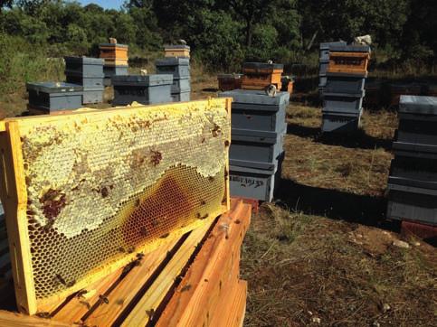 Jornada apícola La miel es uno de los muchos y variados productos que las abejas elaboran.