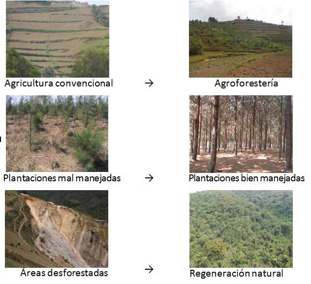 Transiciones Determinar cuáles son las intervenciones de restauración que podría ser utilizadas para restaurar cada tipo de uso de la tierra degradado Tierra agrícola degradada