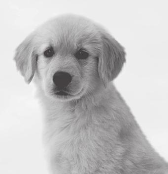 Words relating to care of puppies: juguete, tazón, correa, casa, cachorro One-syllable high frequency words: el, la Photos support each page of text.