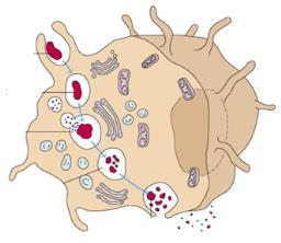 Barreras Fagocíticas, Endocíticas e Inflamatorias Componentes Barreras Fagocíticas y Endocíticas Mecanismos - Fagocitosis, muerte y digestión de gérmenes por células fagocíticas.
