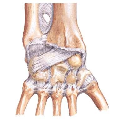 1.- Articulación de los tres huesos laterales. Tipo: Planas o artrodias.