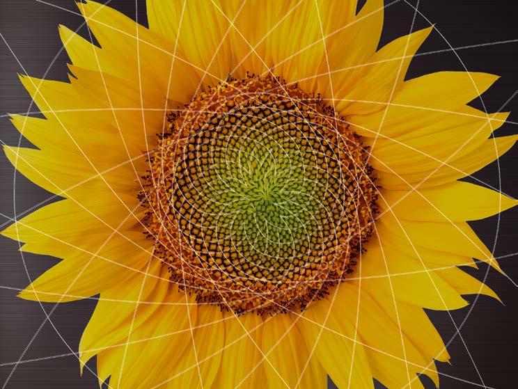 El principio de Fibonacci 3 5 1 2 1 13 8 Acreditado en el girasol La naturaleza es un ingeniero con maestría. A pesar de toda la diversidad existe un modelo que siempre aparece.