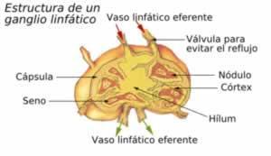 GANGLIOS LINFÁTICOS: Son órganos del sistema inmunitario con forma de pequeñas bolas circulares, son particu- larmente numerosos en el pecho, el cuello, la pelvis, la axila, la