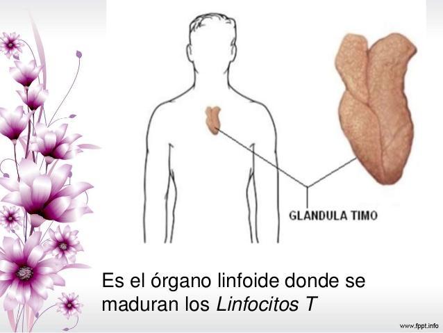 Órganos linfáticos secundarios: Aquellos que llevan acabo respuestas inmunitarias.
