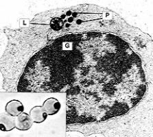 MORFOLOGIA DEL LINFOCITO T Microscopio de luz