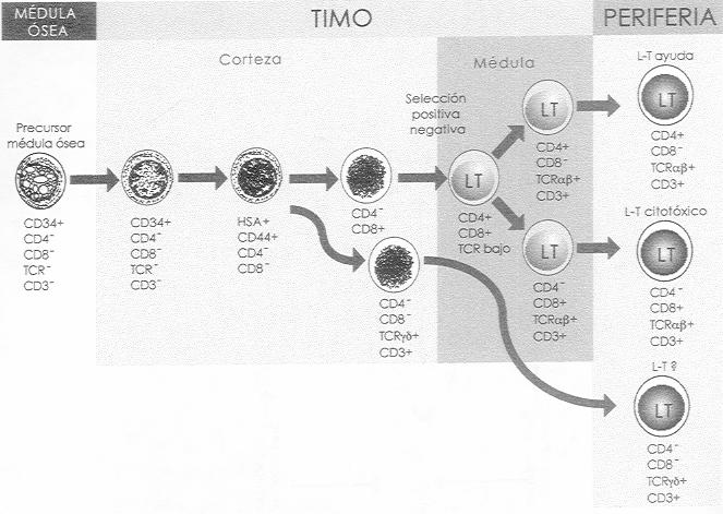 LINFOCITOS T Diferenciación n de células c T y principales marcadores: TCR y CD3 Médula ósea Precursor Corteza CORTEZA TIMO Selección positiva ó negativa Médula MÉDULA Organos linf.