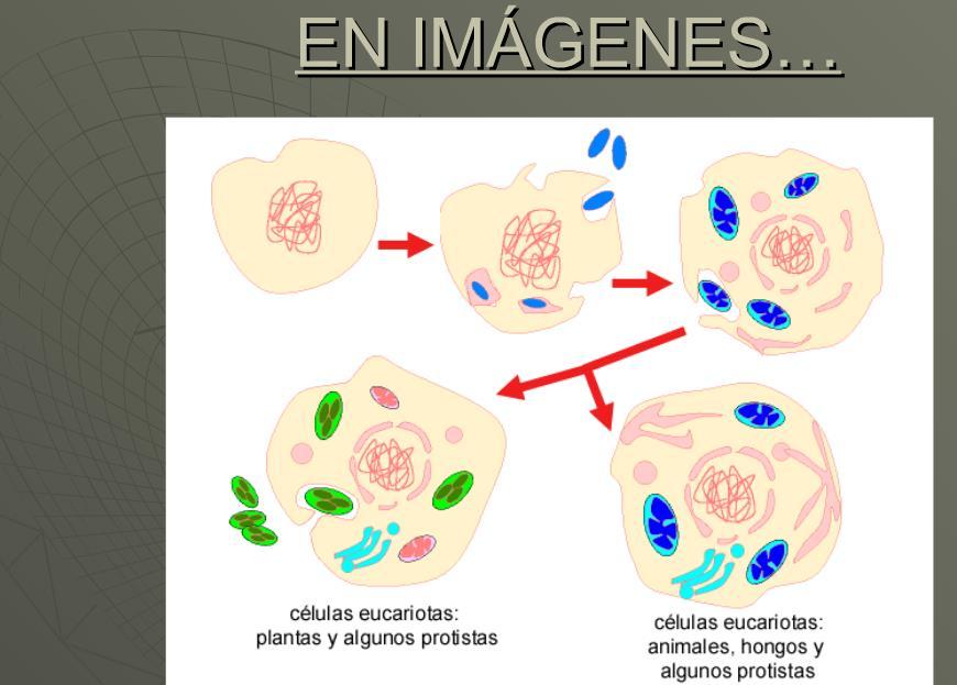 Las células eucariotas