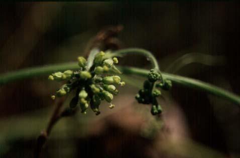 Amérique Equatoriale. 38579. (hojas, flores pistiladas y frutos). (fotografías del tipo de P depositadas en F!, GH!, MICH!). Sicyos deppei G.