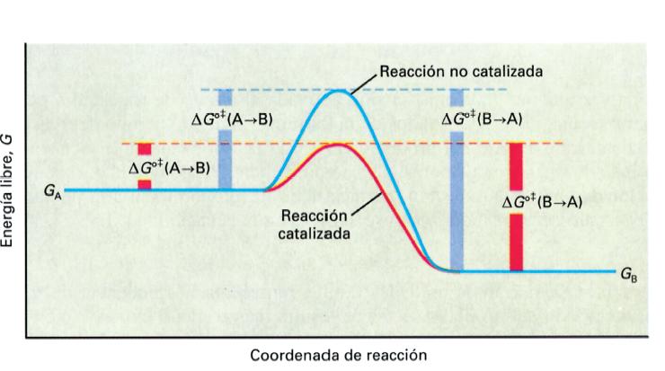 Principios de la catálisis enzimática Estado de transición Estado basal A B Estado basal Energía de activación ΔG 0 : Energía necesaria para que se alcance el
