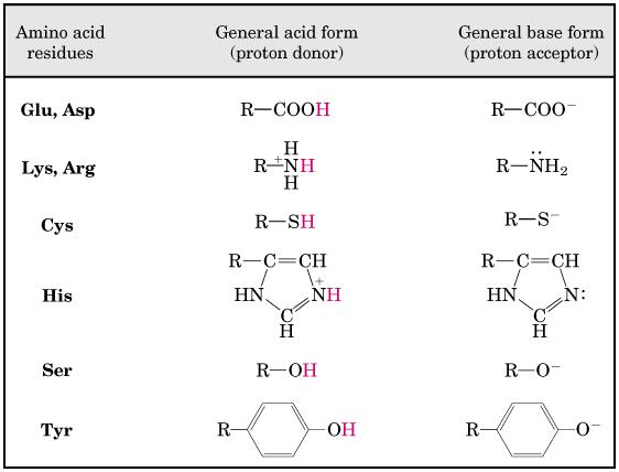 Catálisis ácido-base A ph fisiológico [H + ] y [OH - ] bajas: Baja velocidad Enzimas donantes o aceptores de [H + ]: Aumentan