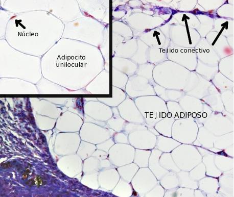 TEJIDO ADIPOSO Es un tejido con abundante presencia de vasos sanguíneos. Está formado por unas células llamadas adipocitos, que almacenan lípidos.