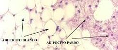 TIPOS DE TEJIDOS ADIPOSOS -Pardo: Formado por adipocitos que acumulan lípidos en múltiples gotas esparcidas por el citoplasma y poseen gran número de mitocondrias.