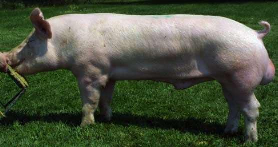 LARGE WHITE Yorkshire Inglaterra (1866) Gran talla Producción de carne (53-54%) Hembras prolíficas (10-11