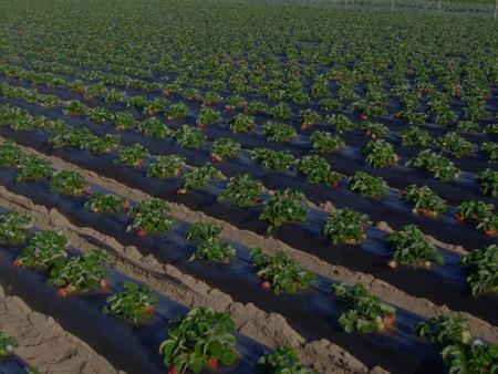 Superficie plantada de fresas en California - 2014 Área total (acres) - 38,966 Siembra otoño / cosecha primavera verano