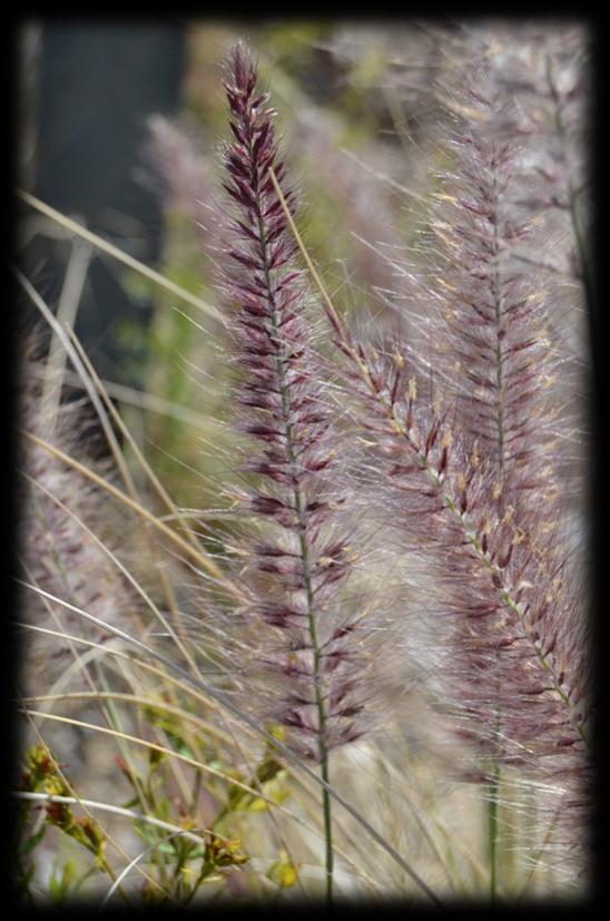 2.- Características botánicas y ecológicas. Se trata de una planta perenne, muy longeva, que pueden vivir más de 20 años (Foto 2). Alcanza hasta 130 cm de altura.