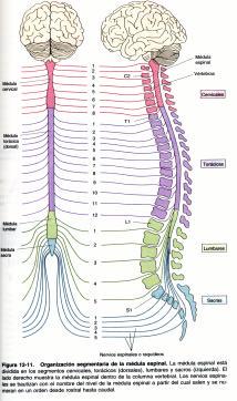 Organización de la columna vertebral 15 Organización de la columna vertebral Los nervios que transmiten sensaciones somato-sensoriales entran en la