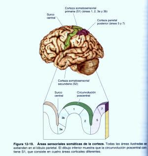 Corteza somatosensorial 21 La corteza somatosensorial Está estructurado por zonas, todas dentro del lóbulo parietal.