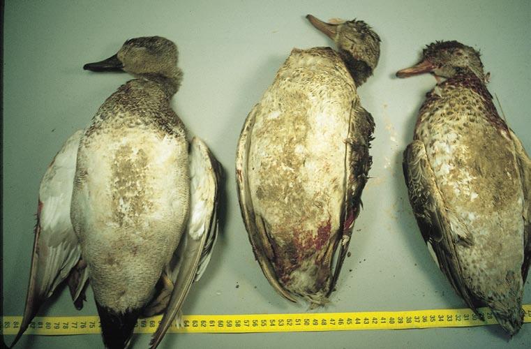 Patos intoxicados a causa de la contaminación de un acuífero por tratamiento agrícola.