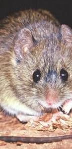 Características Reservorio: Roedor Portador Oligoryzomis longicaudatus, ratón de los espinos, ratón de cola larga, ratón canguro Cuerpo y cabeza corto (9 cm), cola larga (12cm), orejas pequeñas y