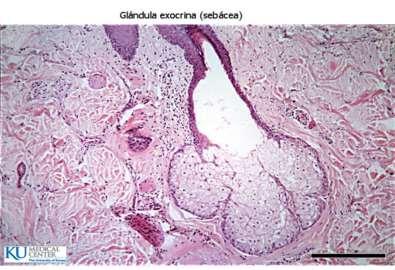 Tejido Epitelial Epitelio glandular Glándulas