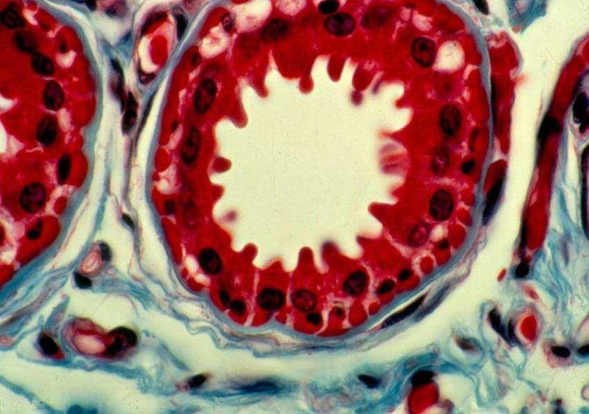 Glándula tubulosa simple glomerular
