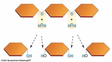 Iones y moléculas polares se disuelven fácilmente en agua Cuando el soluto se disuelve, las moléculas de agua se agrupan alrededor de los iones o moléculas y las mantienen separadas El agua además