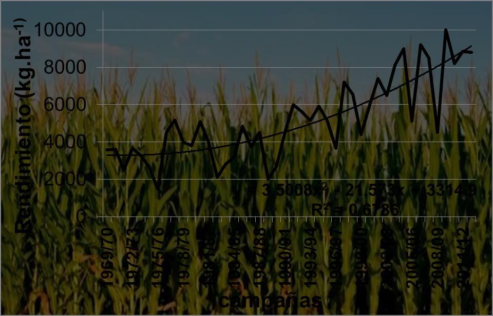 Figura 1: Rendimientos de maíz y su